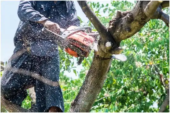 tree services Crosby